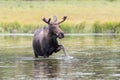 Shiras Bull Moose of The Colorado Rocky Mountains