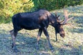 Shiras Bull Moose of The Colorado Rocky Mountains Royalty Free Stock Photo