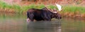 Shiras Bull Moose feeding near shore of Fishercap Lake in the Many Glacier region of Glacier National Park in Montana U Royalty Free Stock Photo