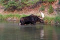 Shiras Bull Moose feeding near shore of Fishercap Lake in the Many Glacier region of Glacier National Park in Montana U Royalty Free Stock Photo