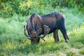 Bull Moose in the Colorado Rocky Mountains at Sunrise Royalty Free Stock Photo