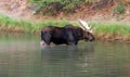 Shiras Bull Moose near shore of Fishercap Lake in the Many Glacier region of Glacier National Park in Montana USA Royalty Free Stock Photo