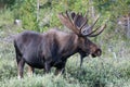 Shiras Bull Moose