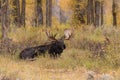 Shiras Bull Moose in Rut Royalty Free Stock Photo