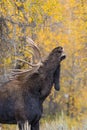 Shiras Bull Moose in Rut Royalty Free Stock Photo