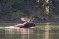 Shiras Bull Moose Swimming in River