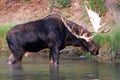 Shiras Bull Moose walking near shore of Fishercap Lake in the Many Glacier region of Glacier National Park in Montana U Royalty Free Stock Photo