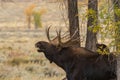 Shiras Moose Bull Rutting