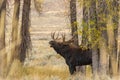 Shiras Moose Bull Rutting in Fall