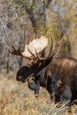 Shiras Moose Bull Portrait in Autumn Royalty Free Stock Photo