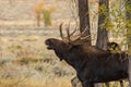 Shiras Moose Bull Rutting in Autumn in Wyoming