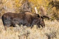 Shiras Moose Bull