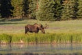 Shiras Moose of The Colorado Rocky Mountains Royalty Free Stock Photo