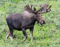 Shiras Moose of The Colorado Rocky Mountains Royalty Free Stock Photo