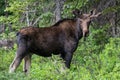 Shiras Moose of The Colorado Rocky Mountains Royalty Free Stock Photo