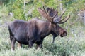 Shiras Moose of The Colorado Rocky Mountains