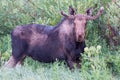 Shiras Moose of The Colorado Rocky Mountains