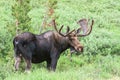 Shiras Moose of The Colorado Rocky Mountains Royalty Free Stock Photo