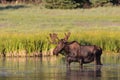 Shiras Moose of The Colorado Rocky Mountains