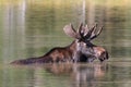 Shiras Moose of The Colorado Rocky Mountains