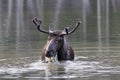 Shiras Moose of The Colorado Rocky Mountains Royalty Free Stock Photo