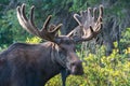 Shiras Moose of The Colorado Rocky Mountains Royalty Free Stock Photo