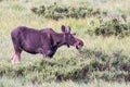 Shiras Moose of The Colorado Rocky Mountains Royalty Free Stock Photo