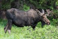 Shiras Moose of The Colorado Rocky Mountains Royalty Free Stock Photo