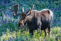 The Shiras Moose of Colorado