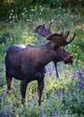 The Shiras Moose of Colorado