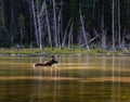 Shiras Moose in a Mountain lake. Royalty Free Stock Photo