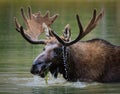 Shiras Moose in a Mountain lake. Royalty Free Stock Photo