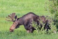 Shiras Moose in the Rocky Mountains of Colorado