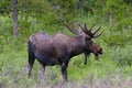 Shiras Moose in the Rocky Mountains of Colorado