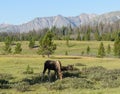 Shiras Moose in the Rocky Mountains of Colorado. Moose grazing i Royalty Free Stock Photo