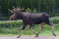 Shiras Moose in the Rocky Mountains of Colorado Royalty Free Stock Photo