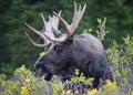 Shiras Moose in the Rocky Mountains of Colorado Royalty Free Stock Photo