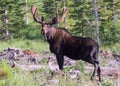 Shiras Moose in the Rocky Mountains of Colorado Royalty Free Stock Photo