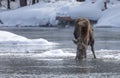 Shiras Moose in Winter on a Frozen Idaho River