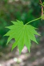 Shirasawa maple Acer shirasawanum, lobed leaf Royalty Free Stock Photo