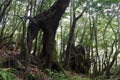 The Shiratani Unsuikyo Ravine - a green magnicicant gorge on Yakushima island in Japan Royalty Free Stock Photo