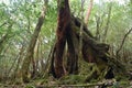 The Shiratani Unsuikyo Ravine - a green magnicicant gorge on Yakushima island in Japan Royalty Free Stock Photo