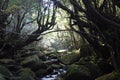 The Shiratani Unsuikyo Ravine - a green magnicicant gorge on Yakushima island in Japan