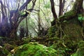 The Shiratani Unsuikyo Ravine - a green magnicicant gorge on Yakushima island in Japan