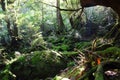 The Shiratani Unsuikyo Ravine - a green magnicicant gorge on Yakushima island in Japan Royalty Free Stock Photo