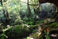 The Shiratani Unsuikyo Ravine - a green magnicicant gorge on Yakushima island in Japan