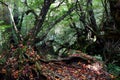 The Shiratani Unsuikyo Ravine - a green magnicicant gorge on Yakushima island in Japan Royalty Free Stock Photo