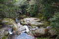 The Shiratani Unsuikyo Ravine - a green magnicicant gorge on Yakushima island in Japan Royalty Free Stock Photo