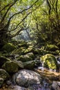 Shiratani Unsuikyo Ravine, Yakushima Japan Royalty Free Stock Photo