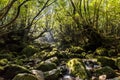 Shiratani Unsuikyo Ravine, Yakushima Japan